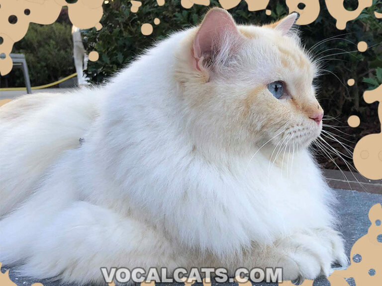Cream Point Ragdoll Complete Guide Vocal Cats