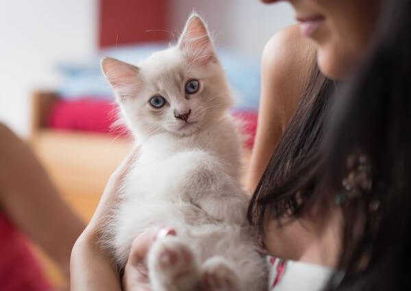 Do Ragdoll Cats Shed much