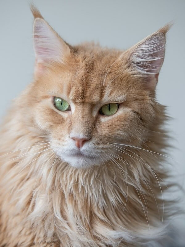 Ginger Ragdoll Cat