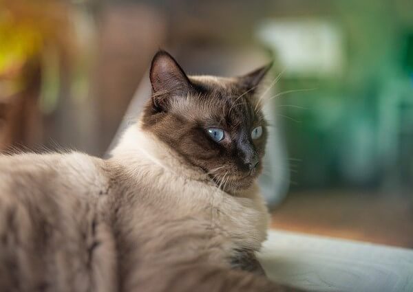 Tabby Ragdoll