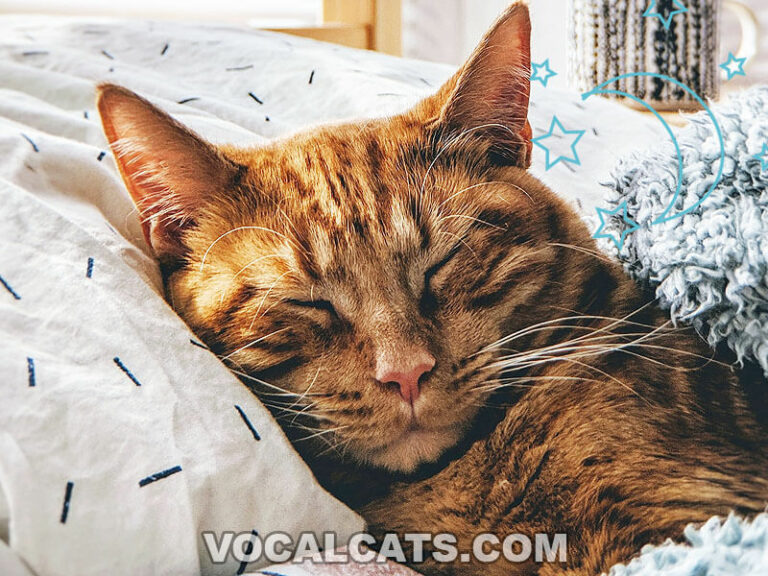 Why Does My Cat Sleep On My Pillow? 13 Reasons Why! Vocal Cats