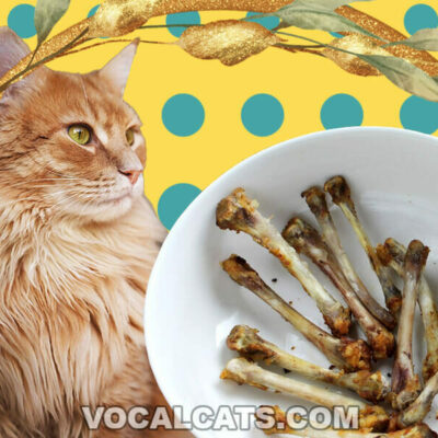 Can Cats Eat Chicken Bones?