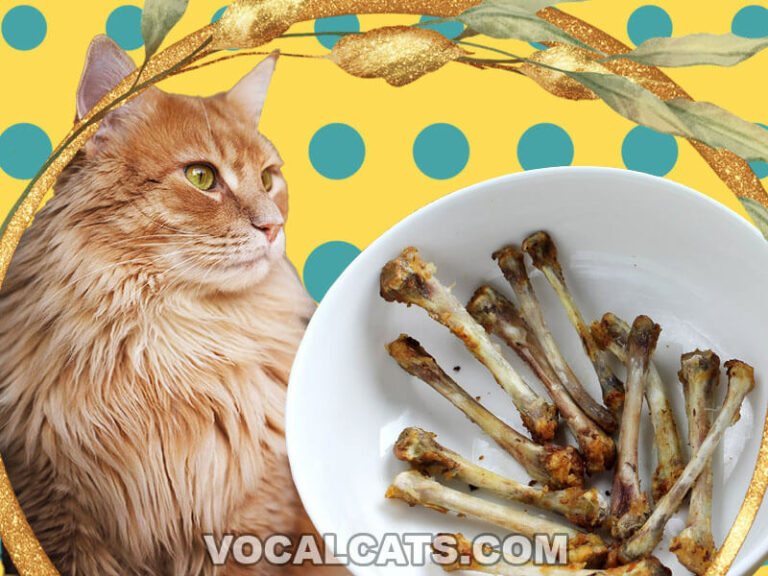 Can Cats Eat Rotisserie Chicken? Vocal Cats