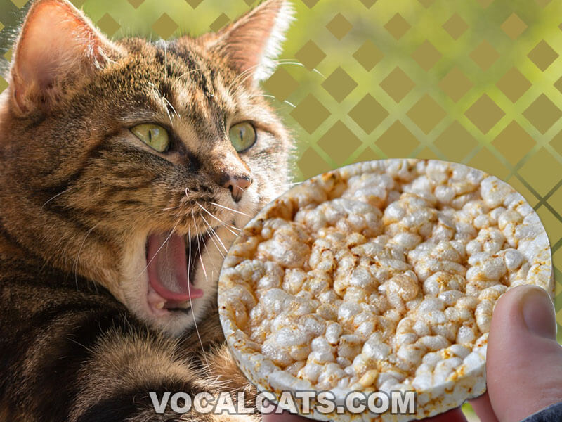 Can Cats Eat Rice Cakes