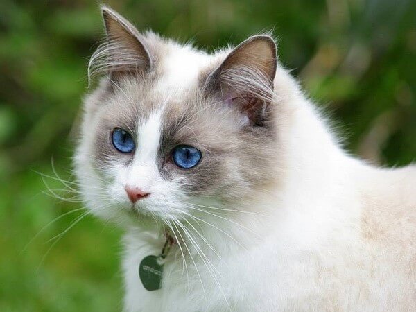 Gray Ragdoll Cats