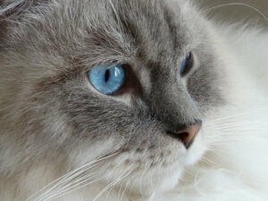 Grey Ragdoll Cat: Complete Guide - Vocal Cats