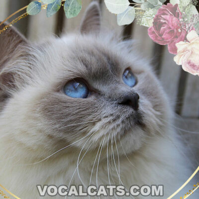 Grey Ragdoll Cat: Complete Guide
