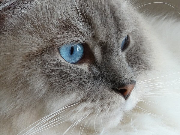 Grey Ragdoll