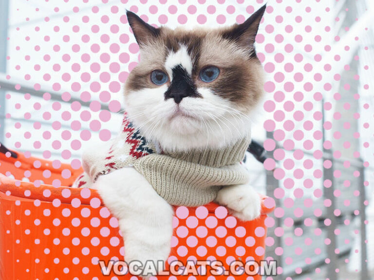 Munchkin Ragdoll Cat Complete Guide Vocal Cats