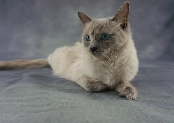 Ragdoll Munchkin