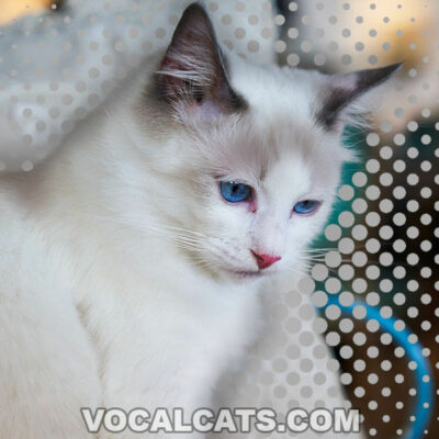 Himalayan Ragdoll Cat: Complete Guide