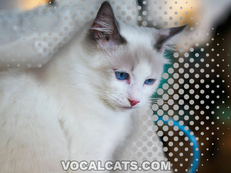 Himalayan Ragdoll Cat Complete Guide Vocal Cats