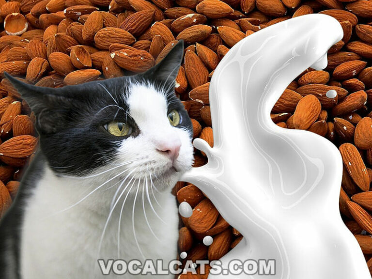Can Cats Drink Almond Milk? Vocal Cats