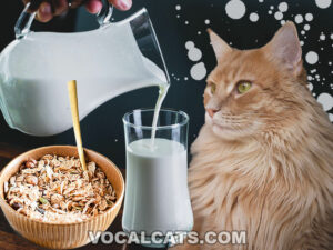 Can Cats Drink Oat Milk