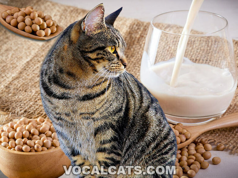 Can Cats Drink Soy Milk? - Vocal Cats