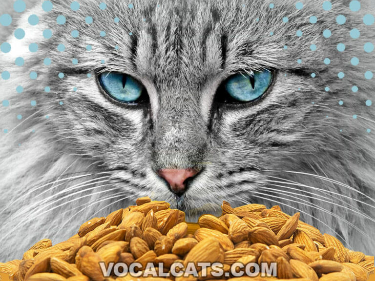 Can Cats Drink Almond Milk? Vet-Reviewed Facts to Know - Can Cats Drink Unsweetened Almond Milk