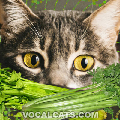 Can Cats Eat Celery?