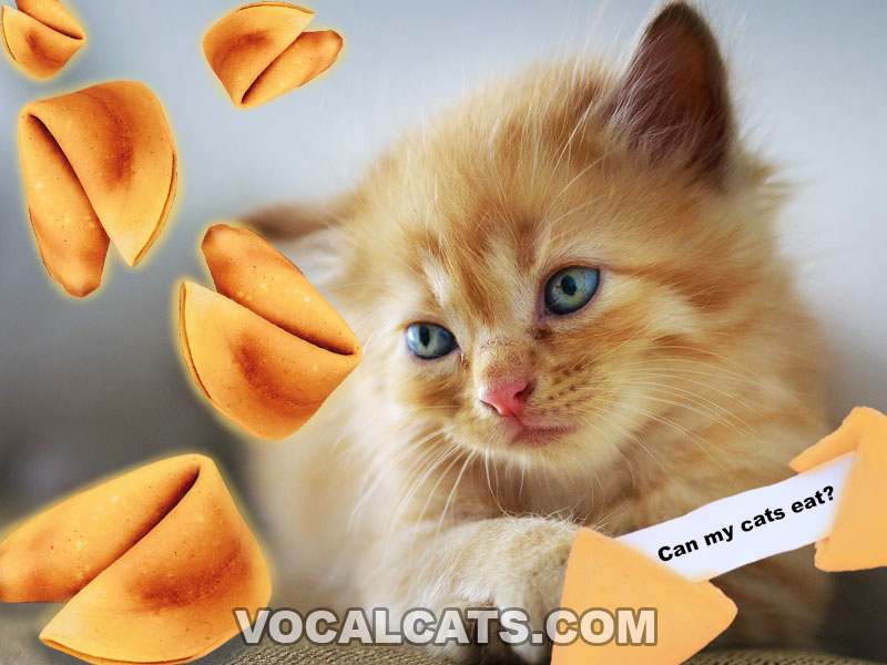 Can Cats Eat Fortune Cookies