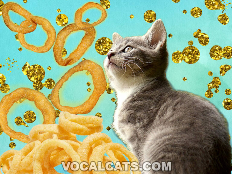 Can Cats Eat Funyuns? Vocal Cats