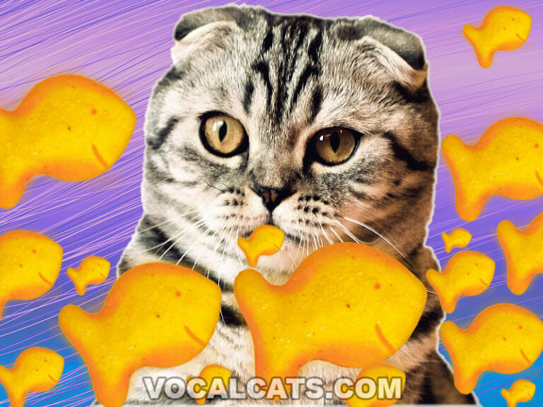 Can Cats Eat Goldfish Crackers? Vocal Cats
