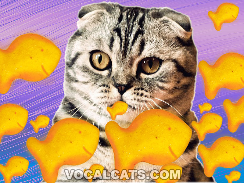 Can Cats Eat Goldfish Crackers