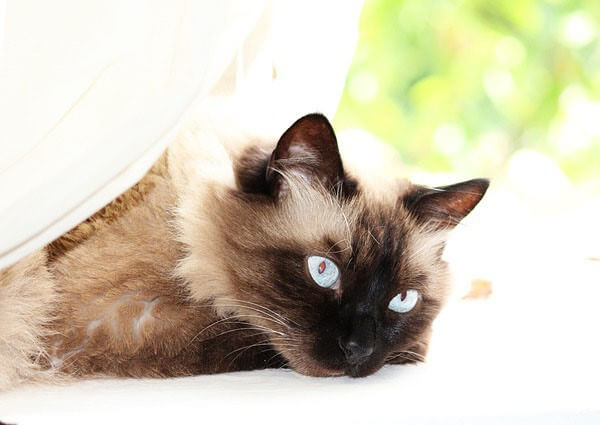 Siamese and Ragdoll mix Cat