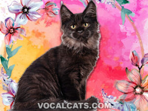 Black Smoke Maine Coon