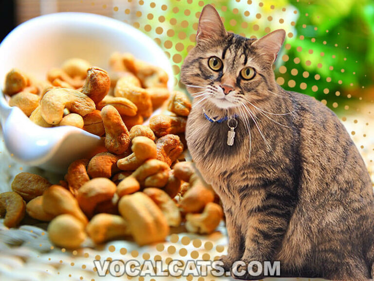 Can Cats Eat Peanuts? 10 Dangers Every Cat Owner Should Know! Vocal Cats