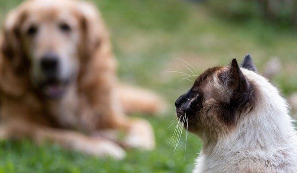 Ragdoll and Siamese Cats