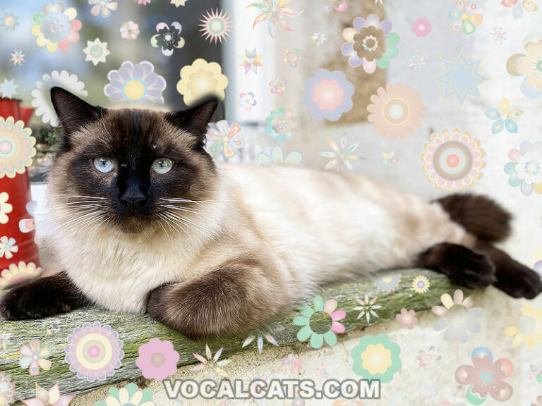 Russian Blue Mixed With Siamese Complete Guide Vocal Cats 5308