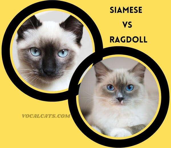 Ragdoll Cat vs Siamese