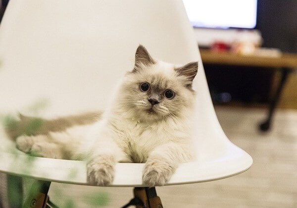 Snowshoe Ragdoll Mix