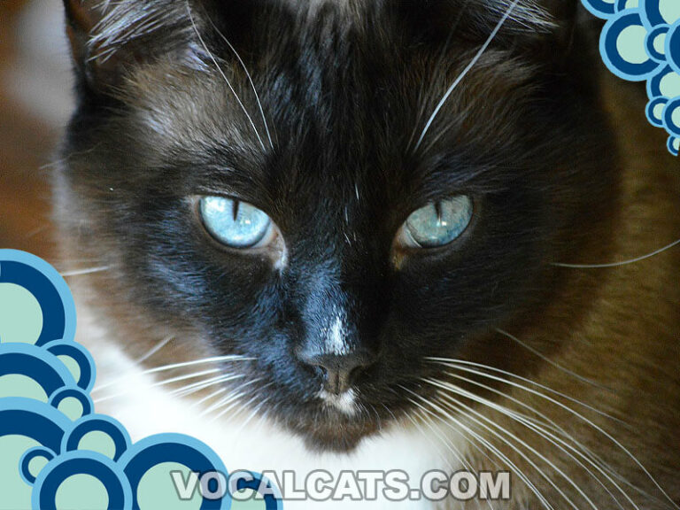 Snowshoe Siamese Cat Complete Guide Vocal Cats