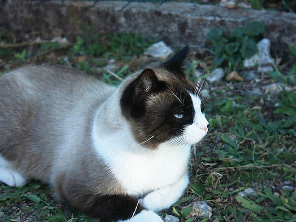 Siamese Snowshoe cat price