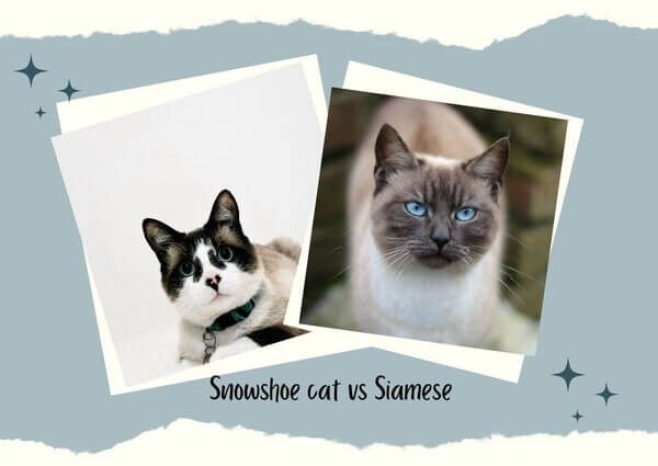 Snowshoe cat vs Siamese
