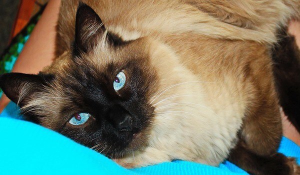 Ragdoll Siamese Cat personality