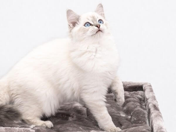 Ragdoll White Cat
