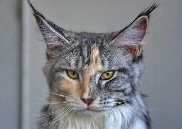 Bengal Main Coon Mix