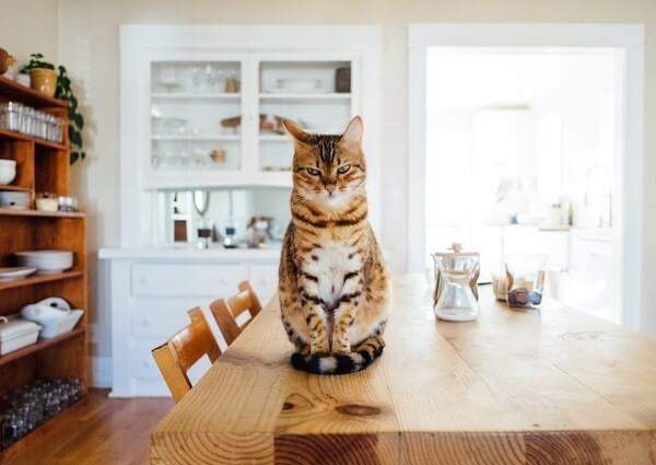 Bengal Mix Maine Coon