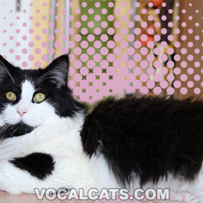 Black And White Maine Coon: Complete Guide