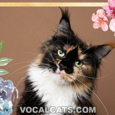 Calico Maine Coon: Complete Guide