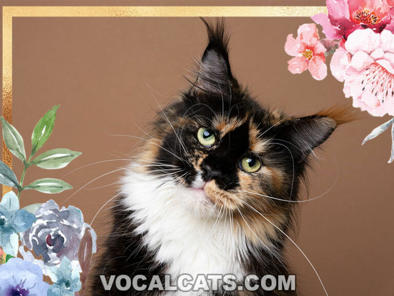 Calico Maine Coon: Complete Guide - Vocal Cats