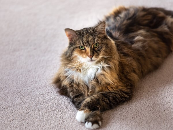 Calico Main Coon