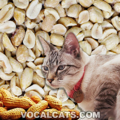 Can Cats Eat Peanuts? 10 Dangers Every Cat Owner Should Know!