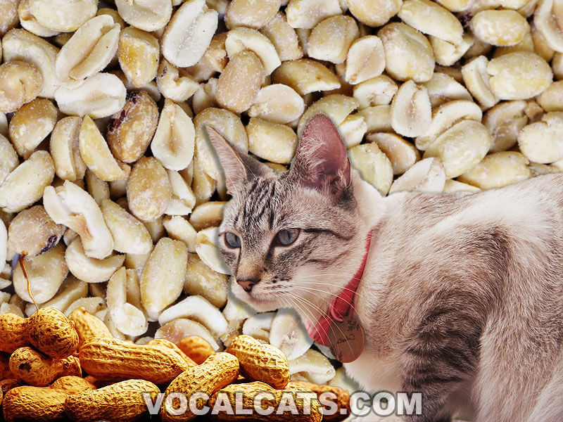 Can Cats Eat Peanuts