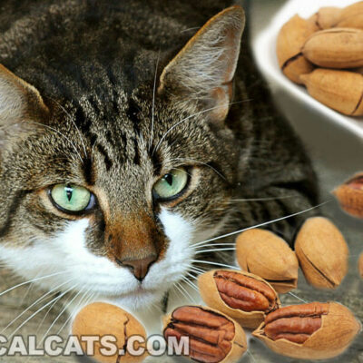 Can Cats Eat Pecans?