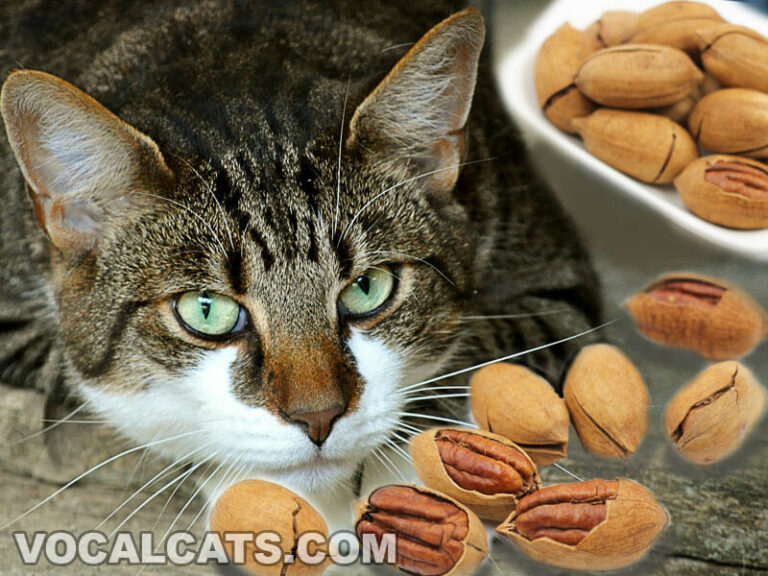 Can Cats Eat Pecans? Vocal Cats