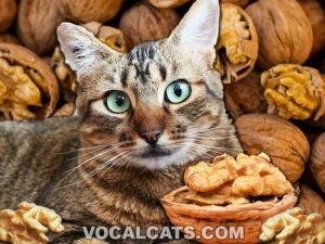 Can Cats Eat Walnuts