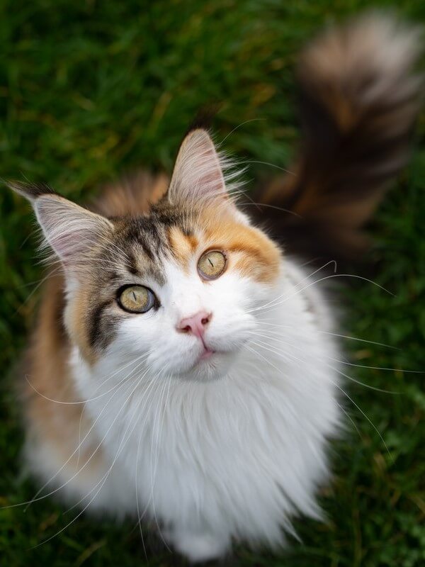 Dilute Calico Maine Coon