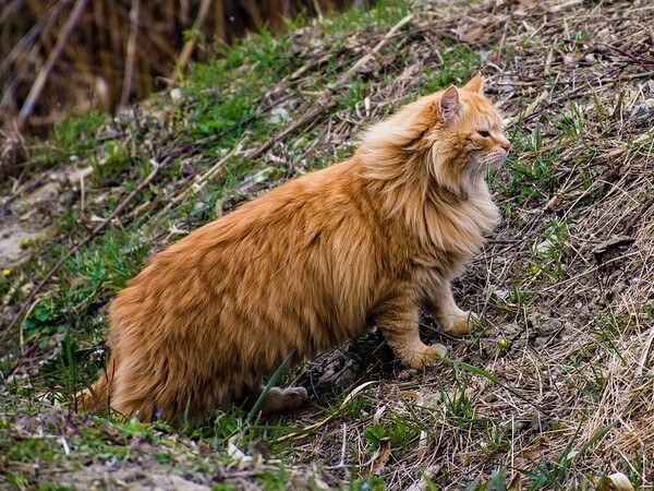 Maine Coon Ragdoll